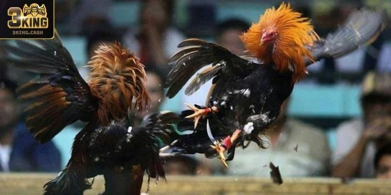 Đá gà tre tại sảnh Đá Gà WS168