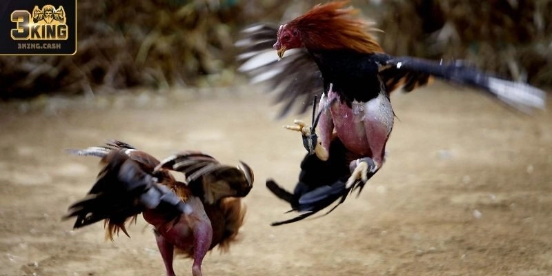 Hình ảnh, âm thanh chân thực